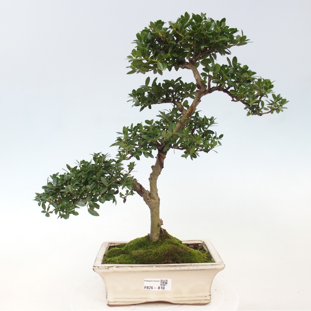 Room bonsai - Ilex crenata - Holly