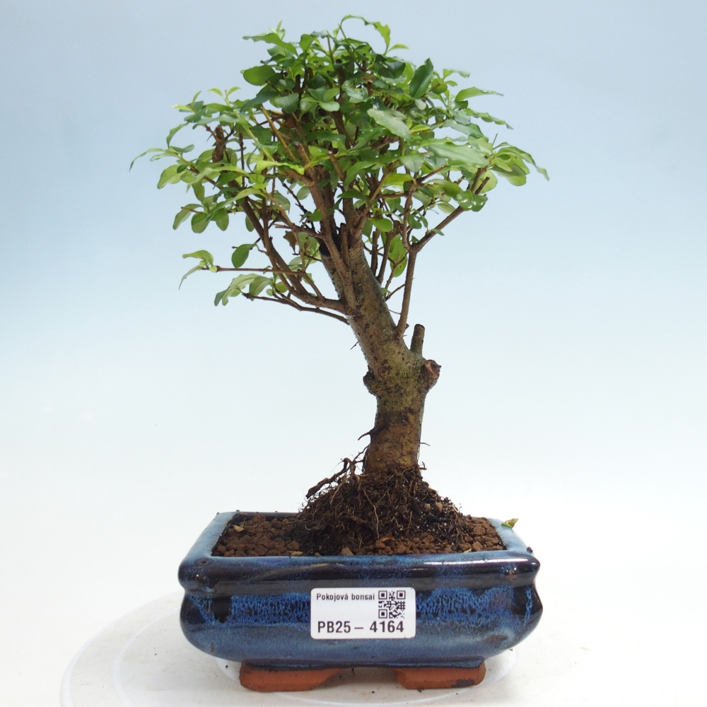 Room bonsai -Ligustrum chinensis - Birds Beak
