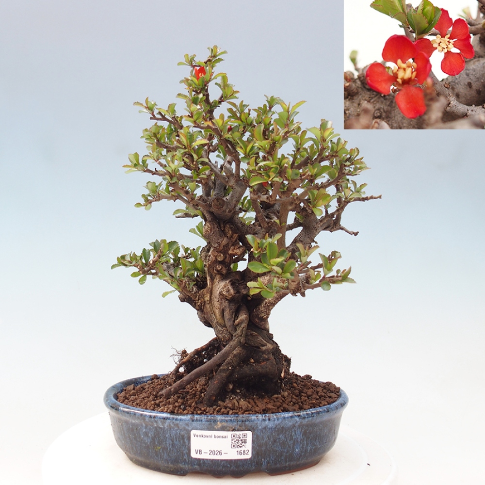 Outdoor bonsai - Chaneomeles speciosa - Quince