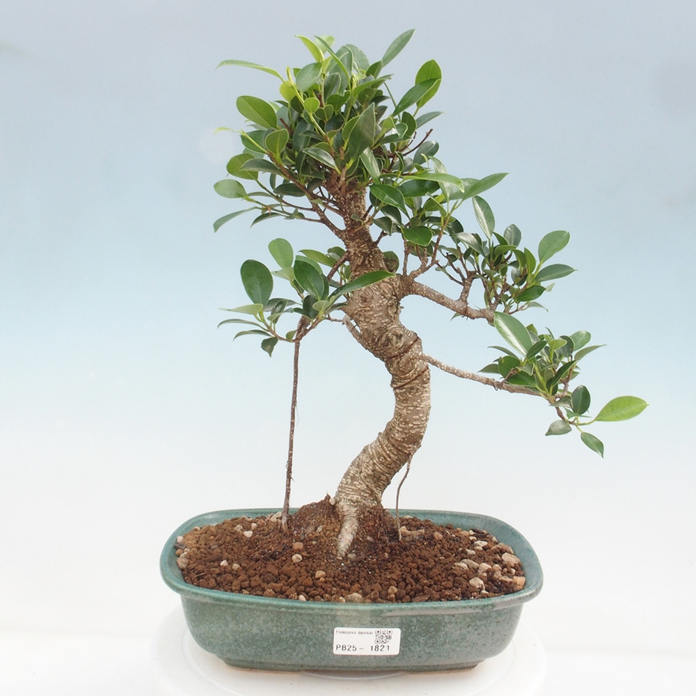 Indoor bonsai - Ficus kimmen - small-leaved ficus