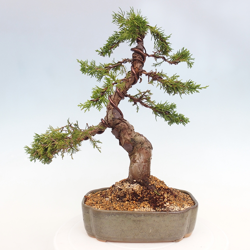 Outdoor bonsai - Juniperus chinensis Itoigawa - Chinese juniper