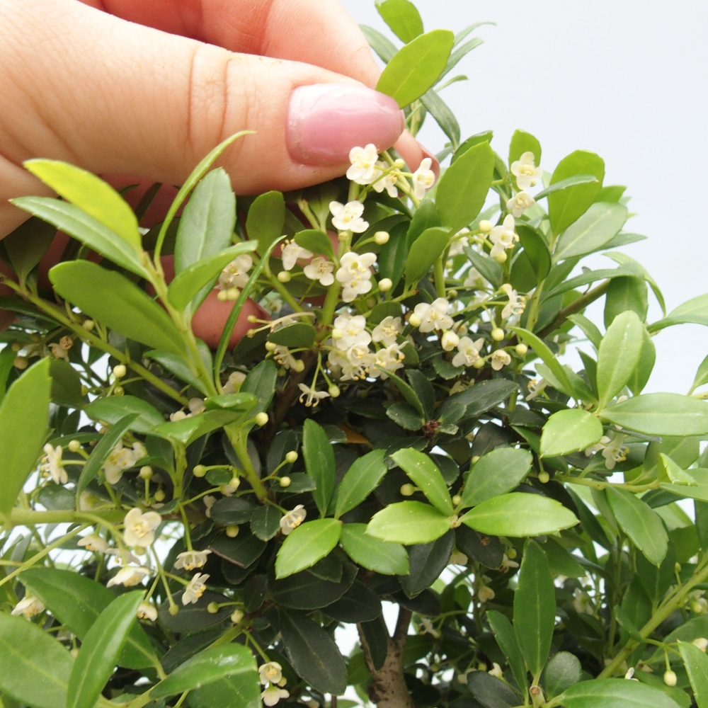 Indoor bonsai - Ilex crenata - Holly