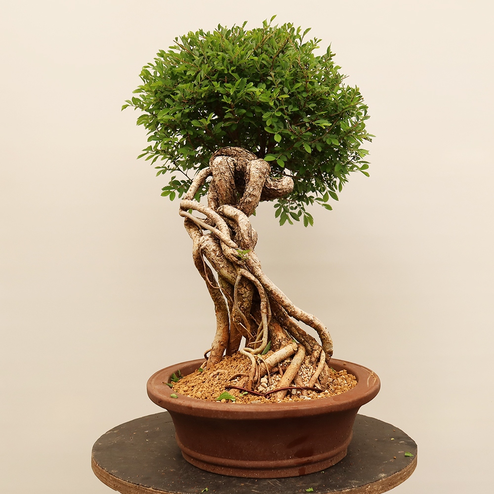Outdoor bonsai - Zelkova - Zelkova NIRE