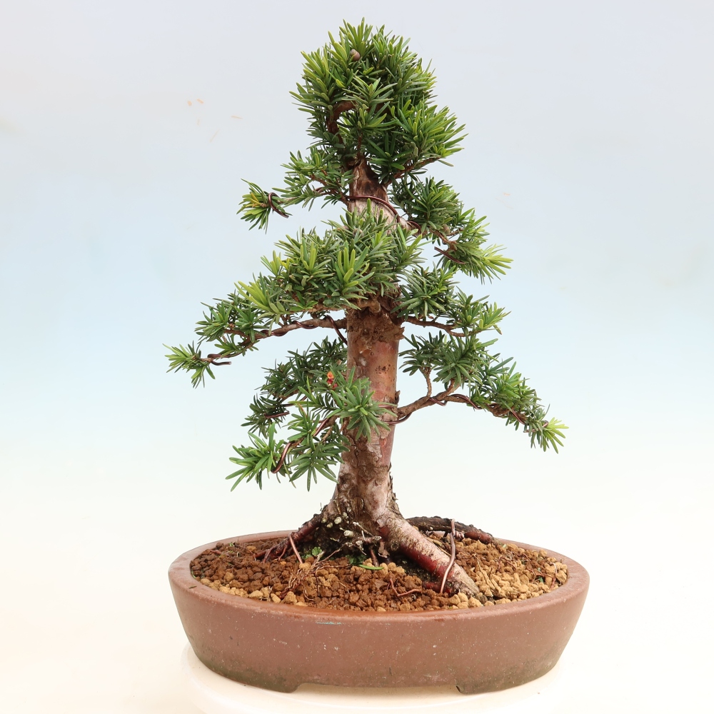 Outdoor Bonsai - Taxus cuspidata  - Japanese Yew