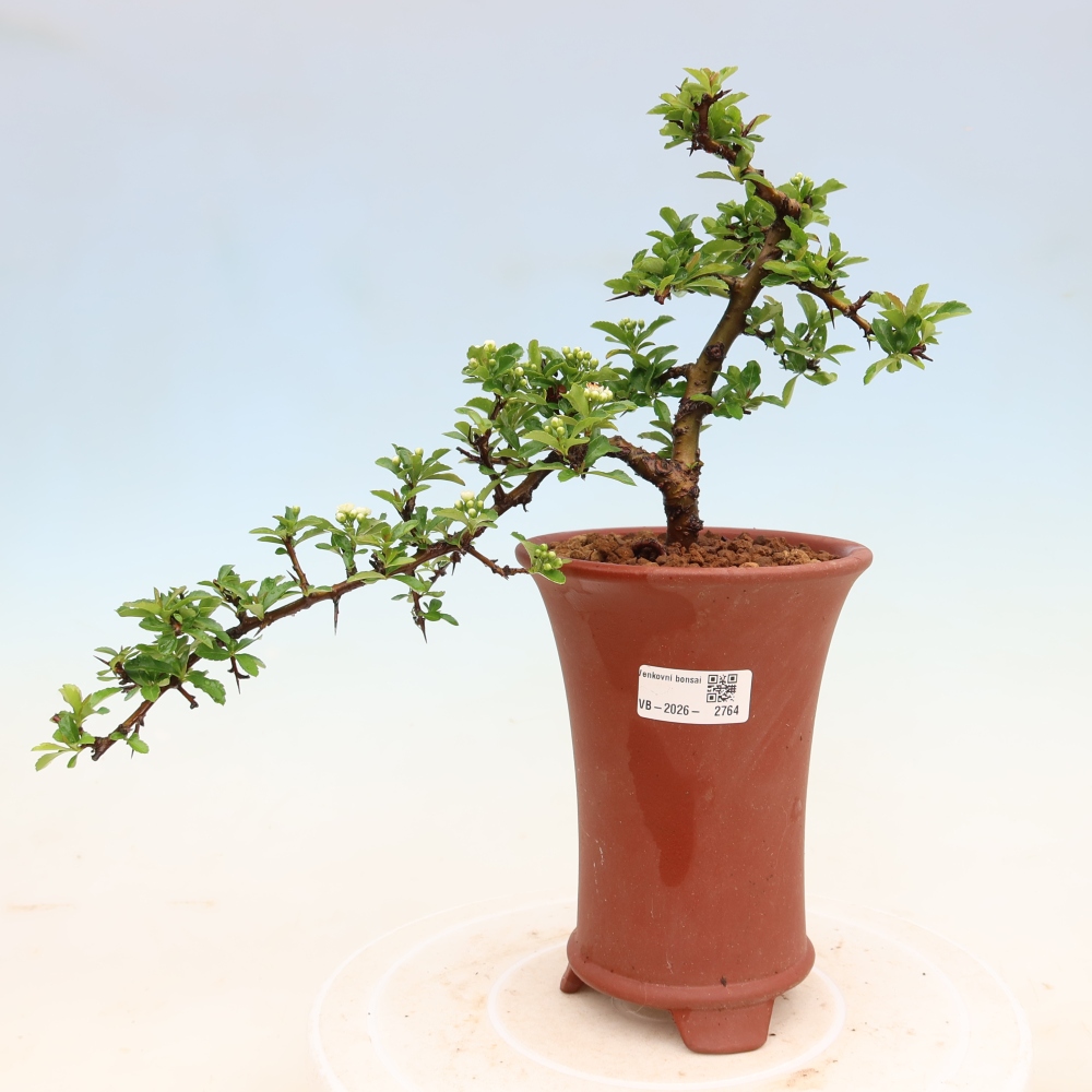 Outdoor Bonsai - Pyracantha teton - Scarlet Firethorn
