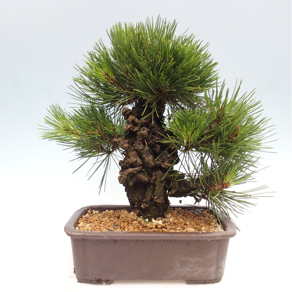 Outdoor bonsai - Pinus thunbergii - Thunbergia pine