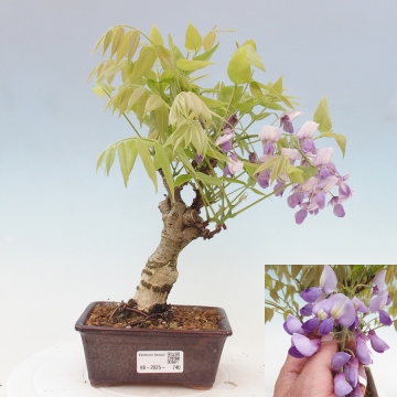Outdoor bonsai - Wisteria floribunda - Wisteria floribunda - e-bonsai.com