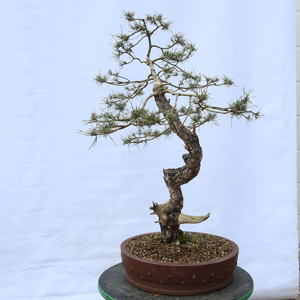 Pinus sylvestris Spain - Scots pine