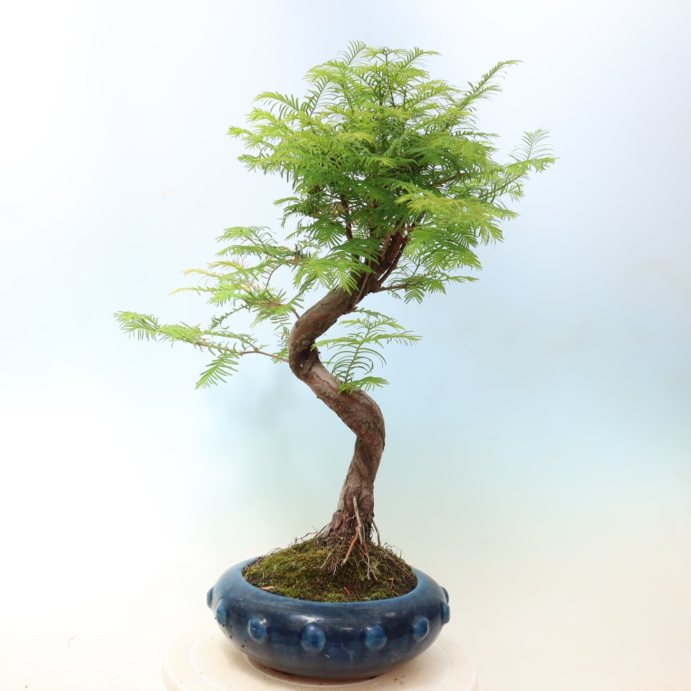 Outdoor bonsai - Metasequoia glyptostroboides - Chinese Metasequoia