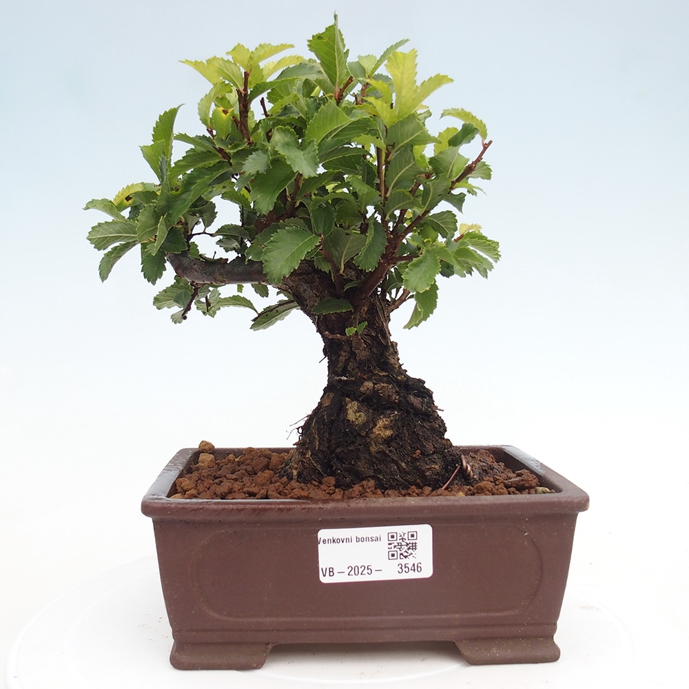 Outdoor bonsai - Zelkova - Zelkova NIRE