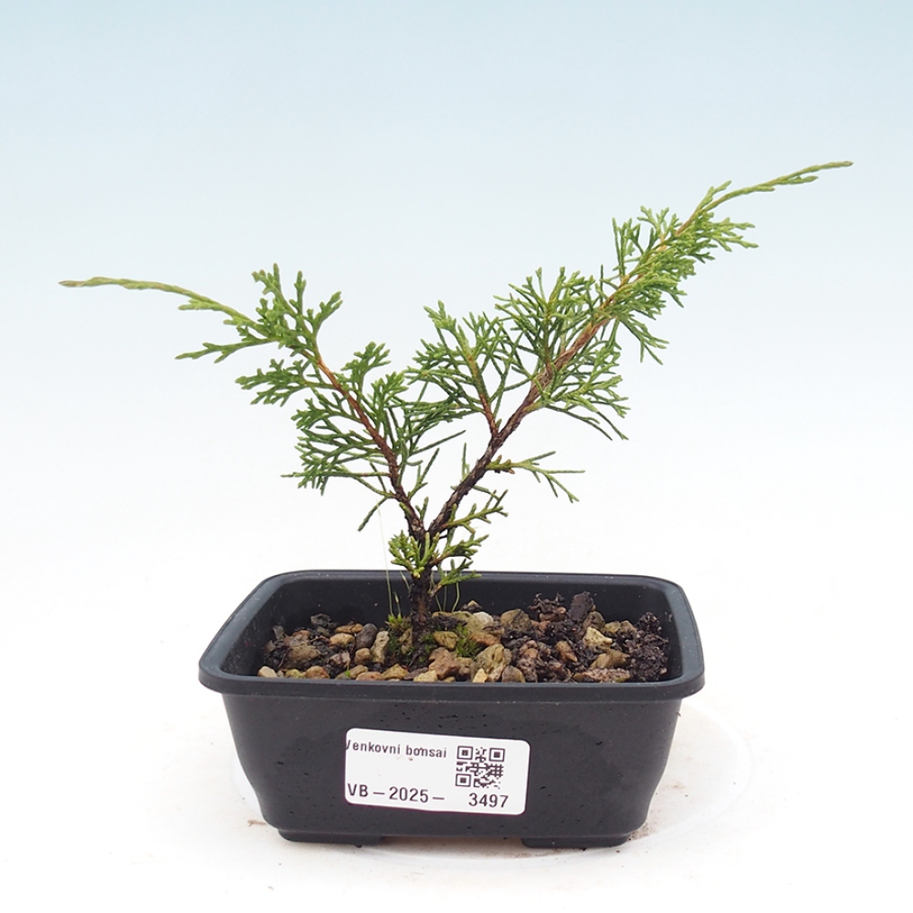 Outdoor bonsai - Juniperus chinensis Itoigawa - Chinese juniper