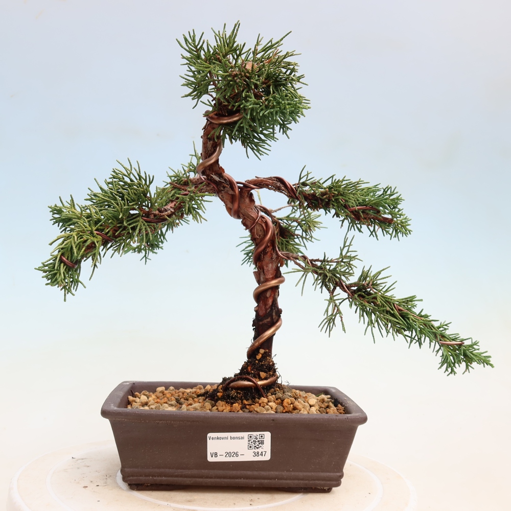 Outdoor bonsai - Juniperus chinensis Kishu