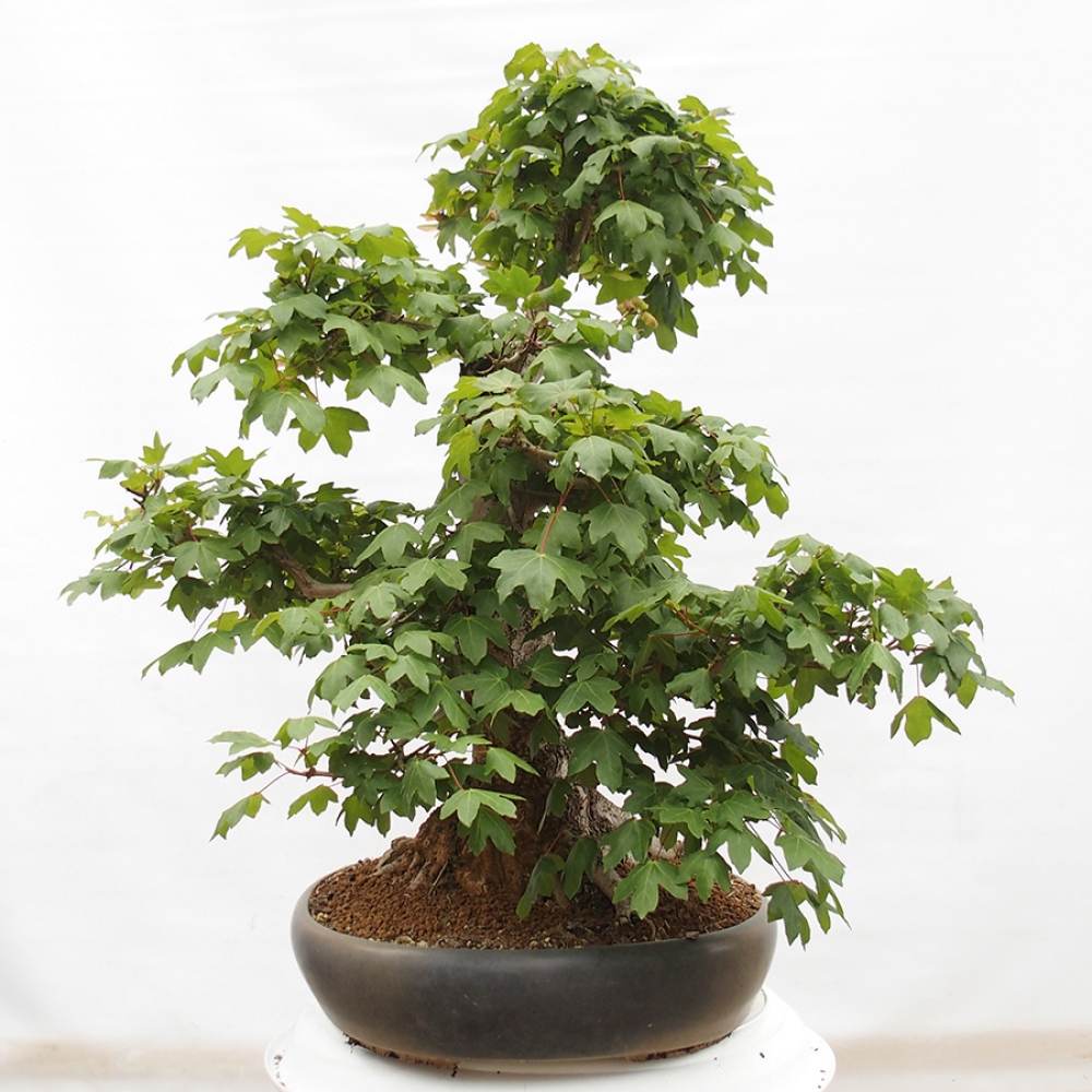 Outdoor bonsai - Baby maple - Acer campestre