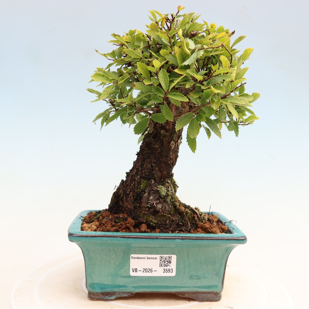 Outdoor bonsai - Zelkova - Zelkova NIRE