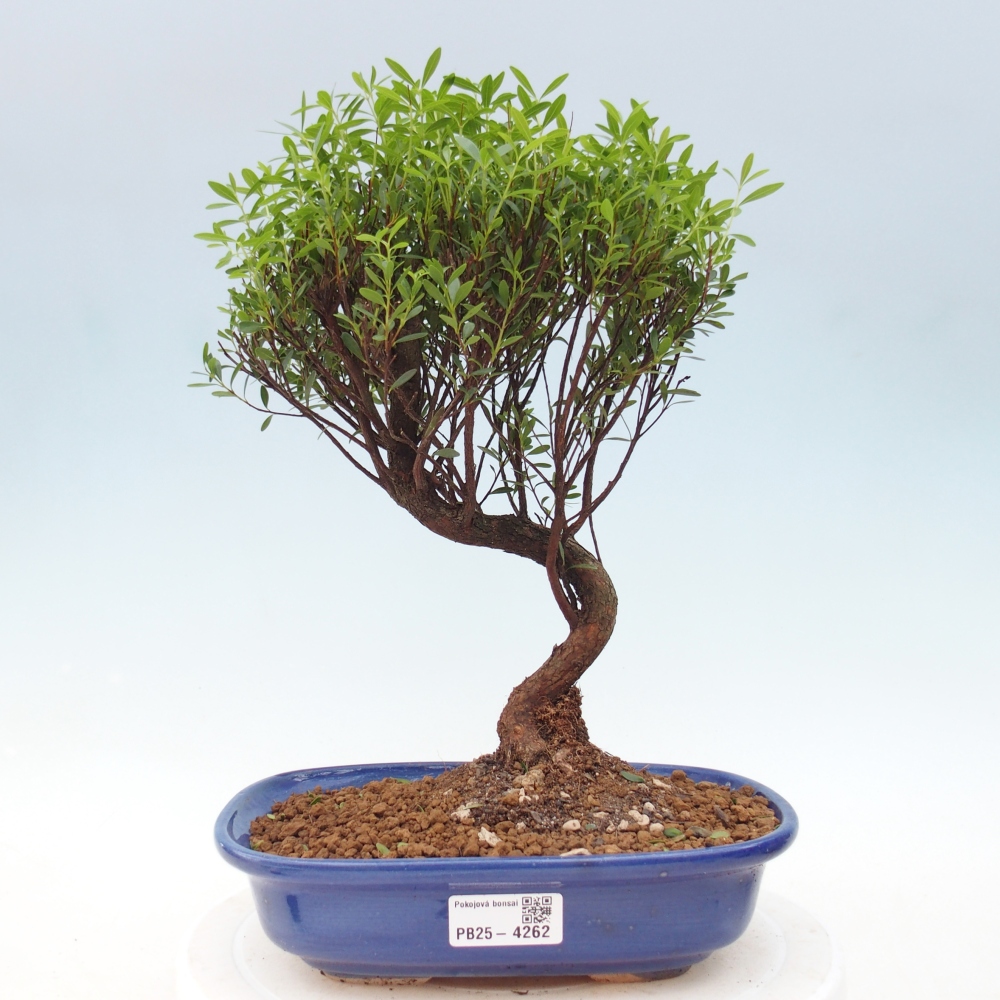 Room bonsai - Syzygium - Pimento