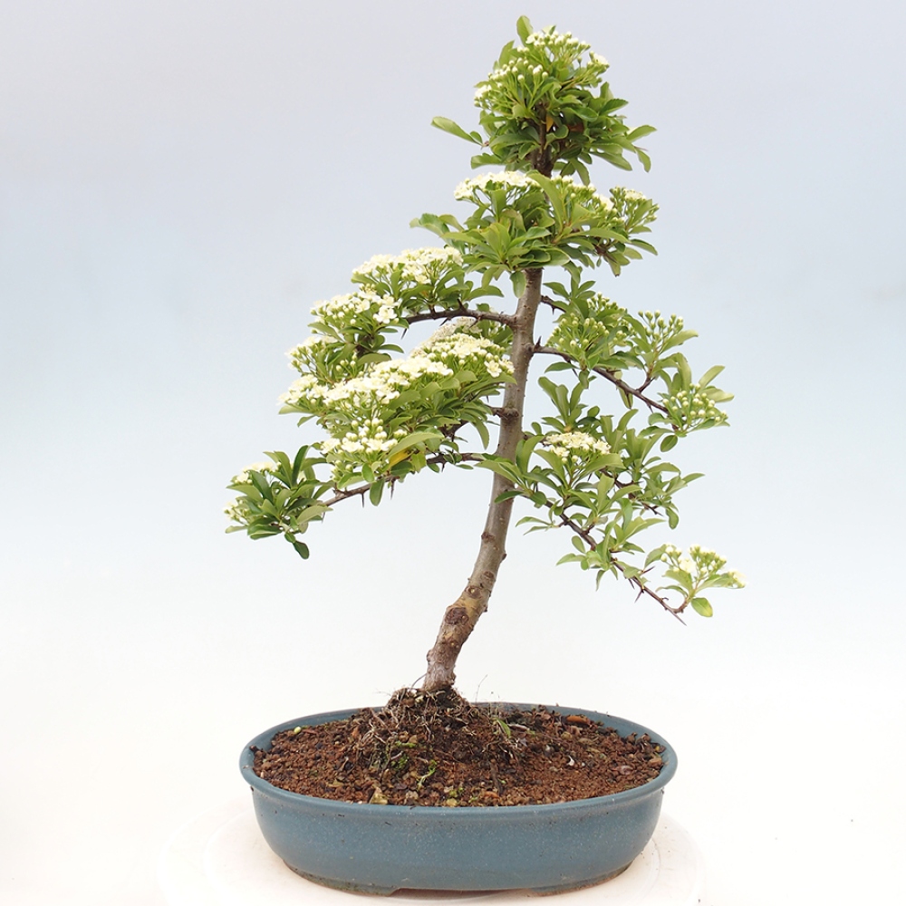 Outdoor Bonsai-Pyracanta Teton -Bakery