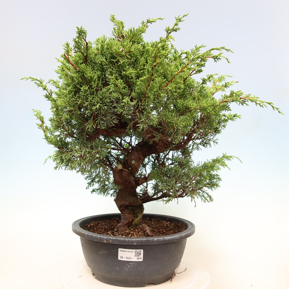 Outdoor Bonsai - Juniperus chinensis Itoigawa - Chinese Juniper