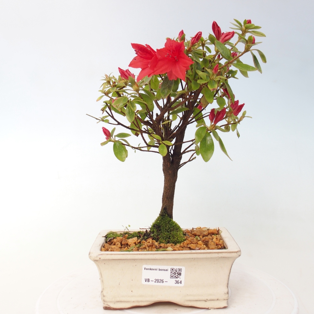 Outdoor bonsai - Japanese azalea - Azalea sp.