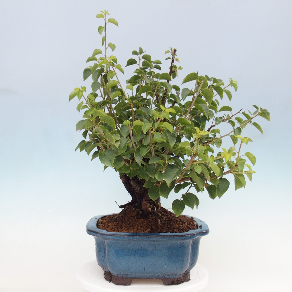 Outdoor bonsai - Mahalebka - Prunus mahaleb