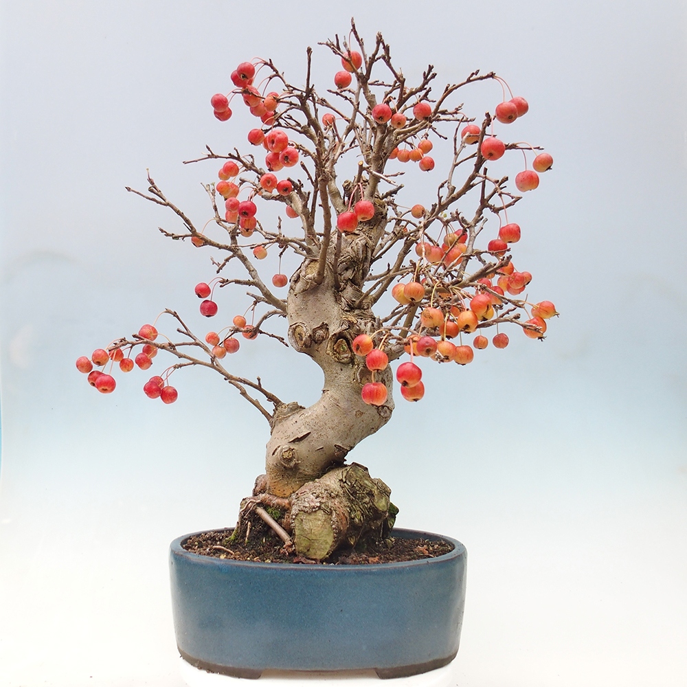 Outdoor bonsai - Malus halliana - Small-fruited apple tree