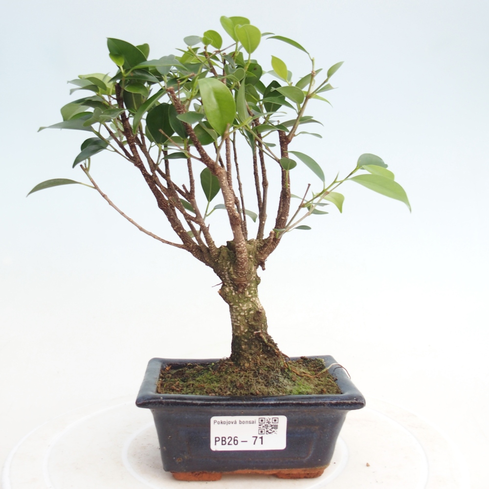 Room bonsai Ficus retusa kimmen