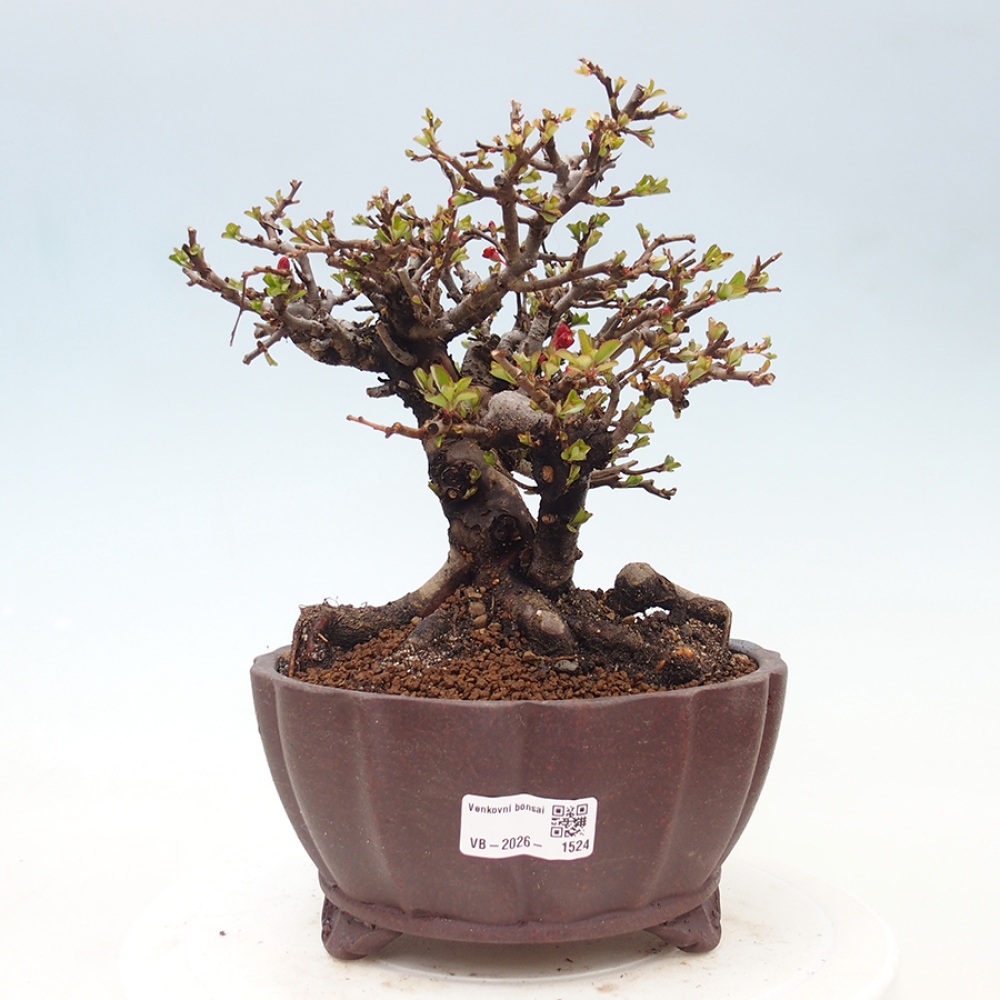 Outdoor bonsai - Chaneomeles speciosa - Quince