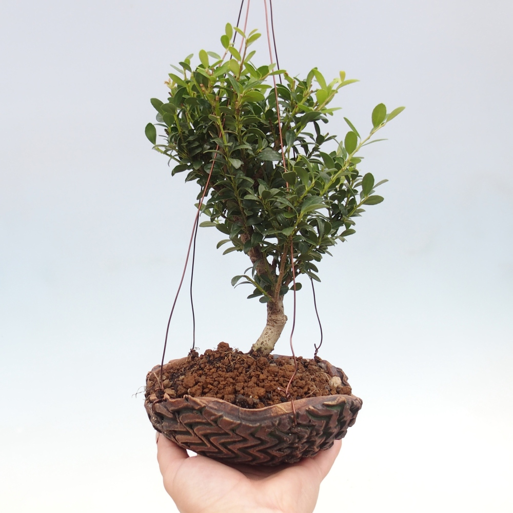 Kokedama in ceramic - Ilex crenata - Holly