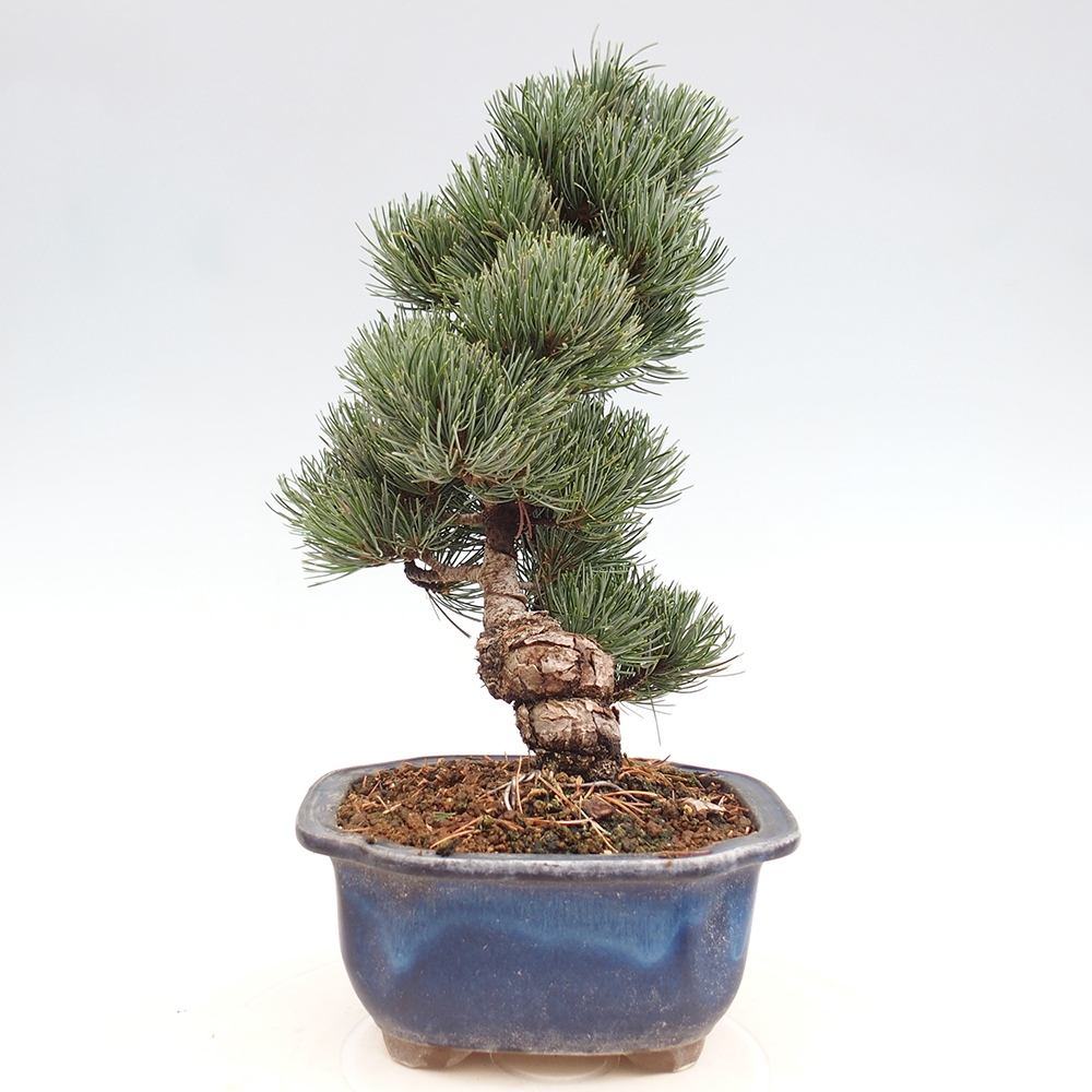 Outdoor bonsai - Pinus parviflora - Small pine tree