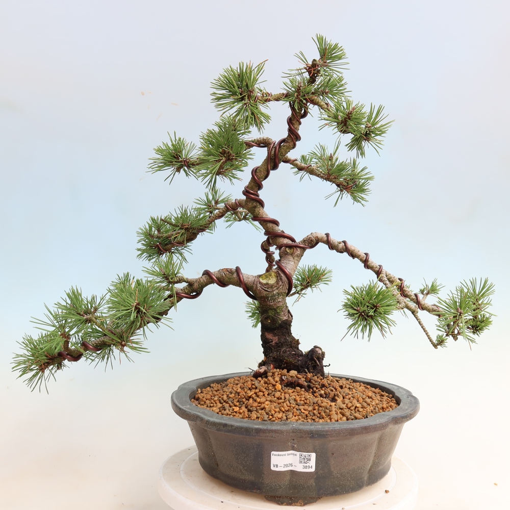 Outdoor Bonsai - Pinus mugo Humpy  - Mountain Pine