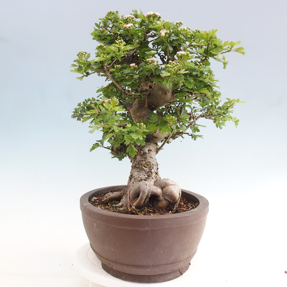 Outdoor bonsai - Hawthorn - Crataegus laevigata Paula