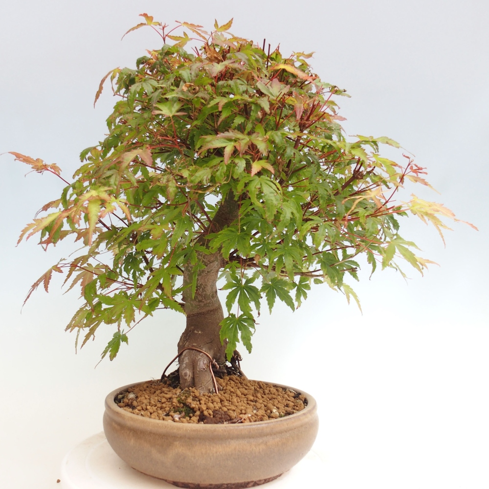 Outdoor bonsai - Maple - Acer palmatum