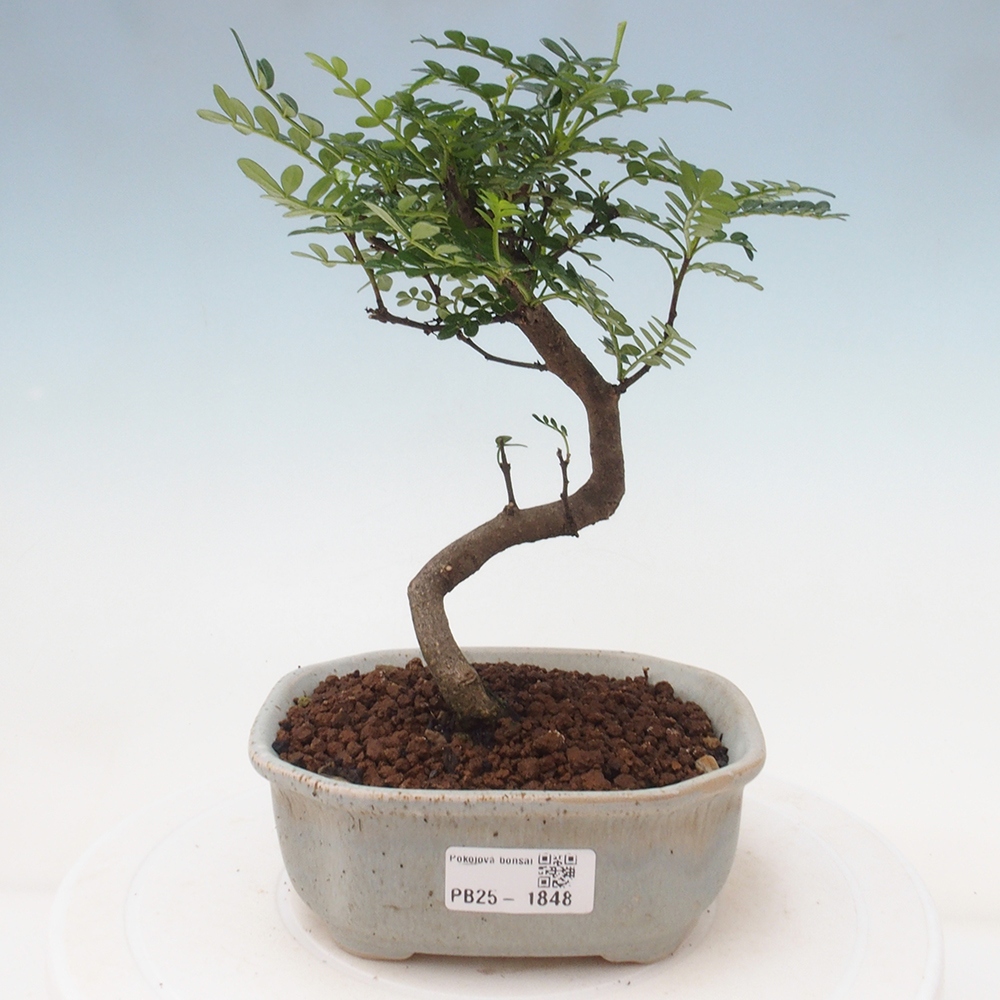 Indoor bonsai - Zantoxylum piperitum - Peppermint