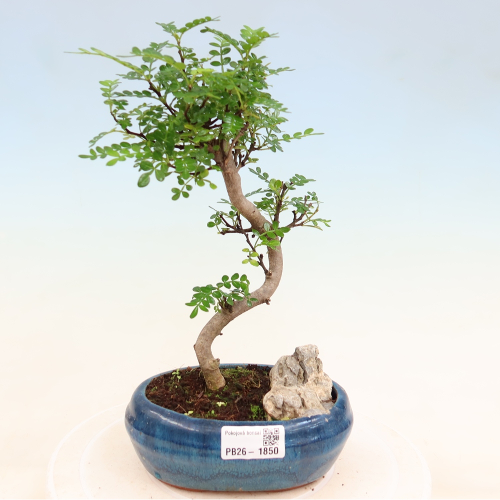 Room bonsai - Zantoxylum piperitum - pepper tree