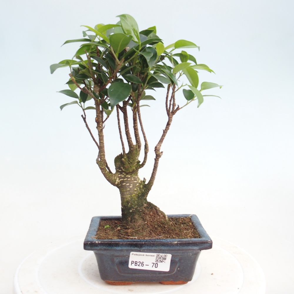 Room bonsai Ficus retusa kimmen