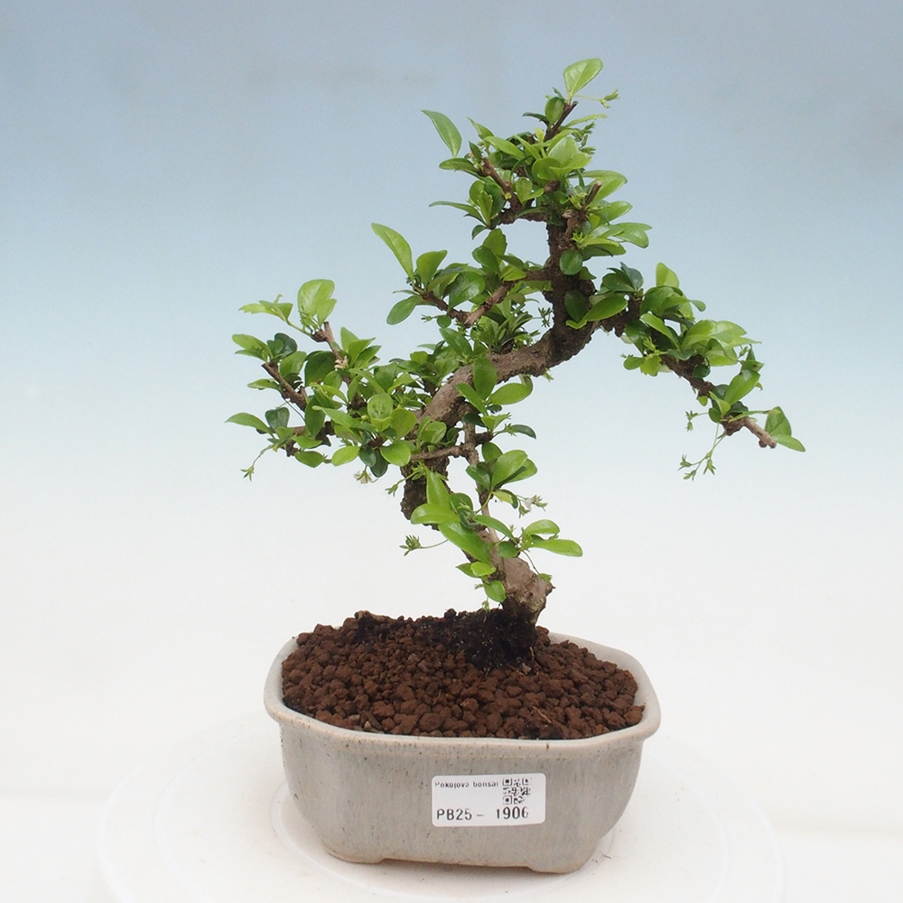 Indoor bonsai - Carmona macrophylla - Fuki tea