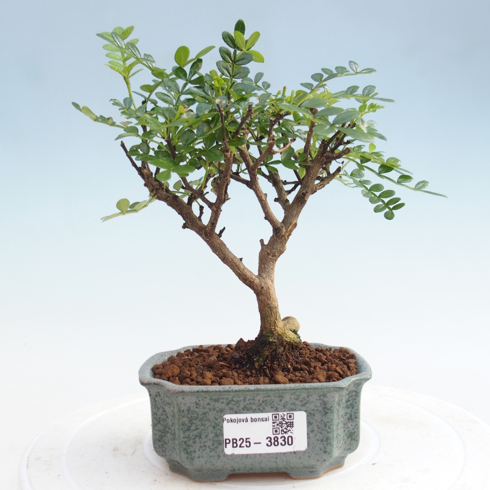 Room bonsai - Zantoxylum piperitum - Pepper tree PB220935