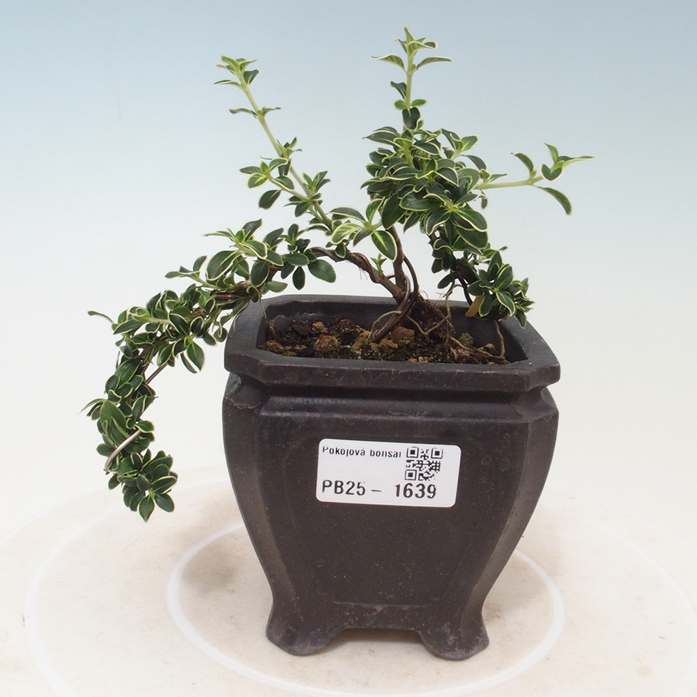 Indoor bonsai - Serissa foetida Variegata - Tree of a thousand stars