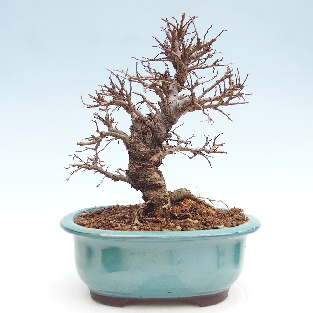 Outdoor bonsai - Zelkova - Zelkova NIRE