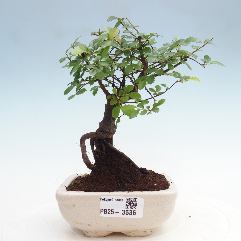 Room bonsai - Ulmus parvifolia - Small-leaved elm