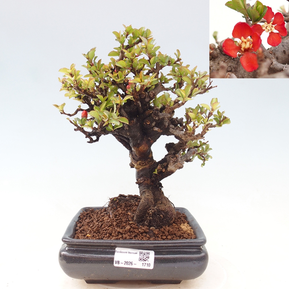 Outdoor bonsai - Chaneomeles speciosa - Quince