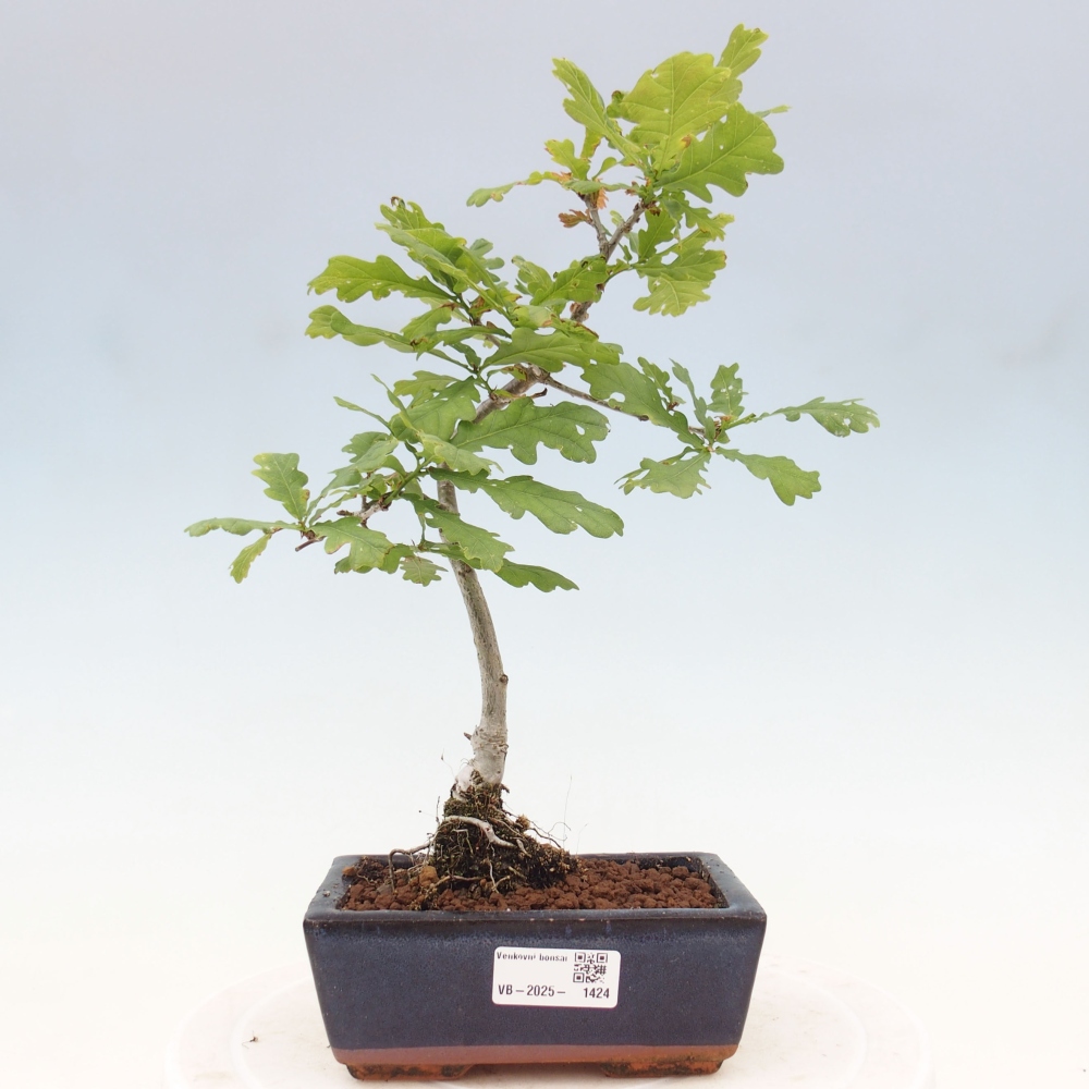 Outdoor bonsai - Quercus robur - oak