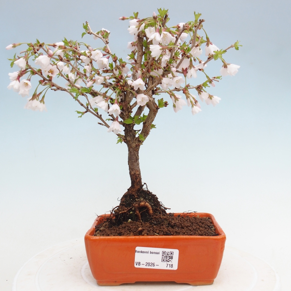 Outdoor bonsai - Prunus incisa Kojou-no mai-Plivon cut out