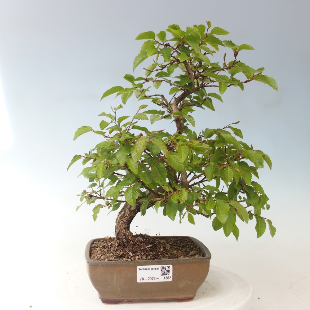 Outdoor bonsai -Carpinus CARPINOIDES - Korean Hornbeam