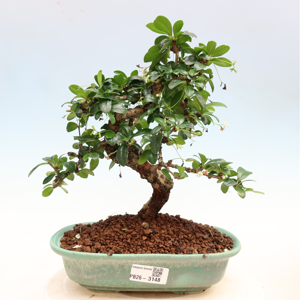 Room bonsai - Carmona macrophylla - Tea fuki