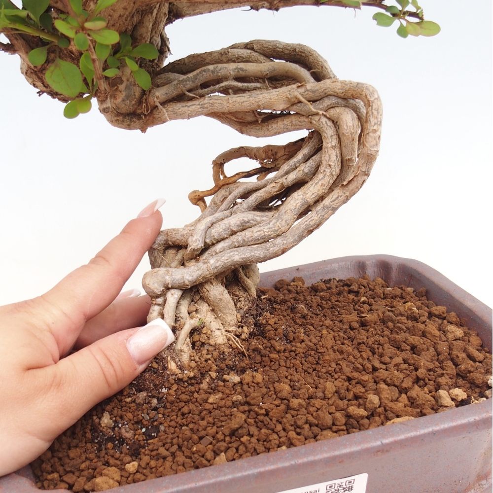 Outdoor bonsai - Berberis coreana