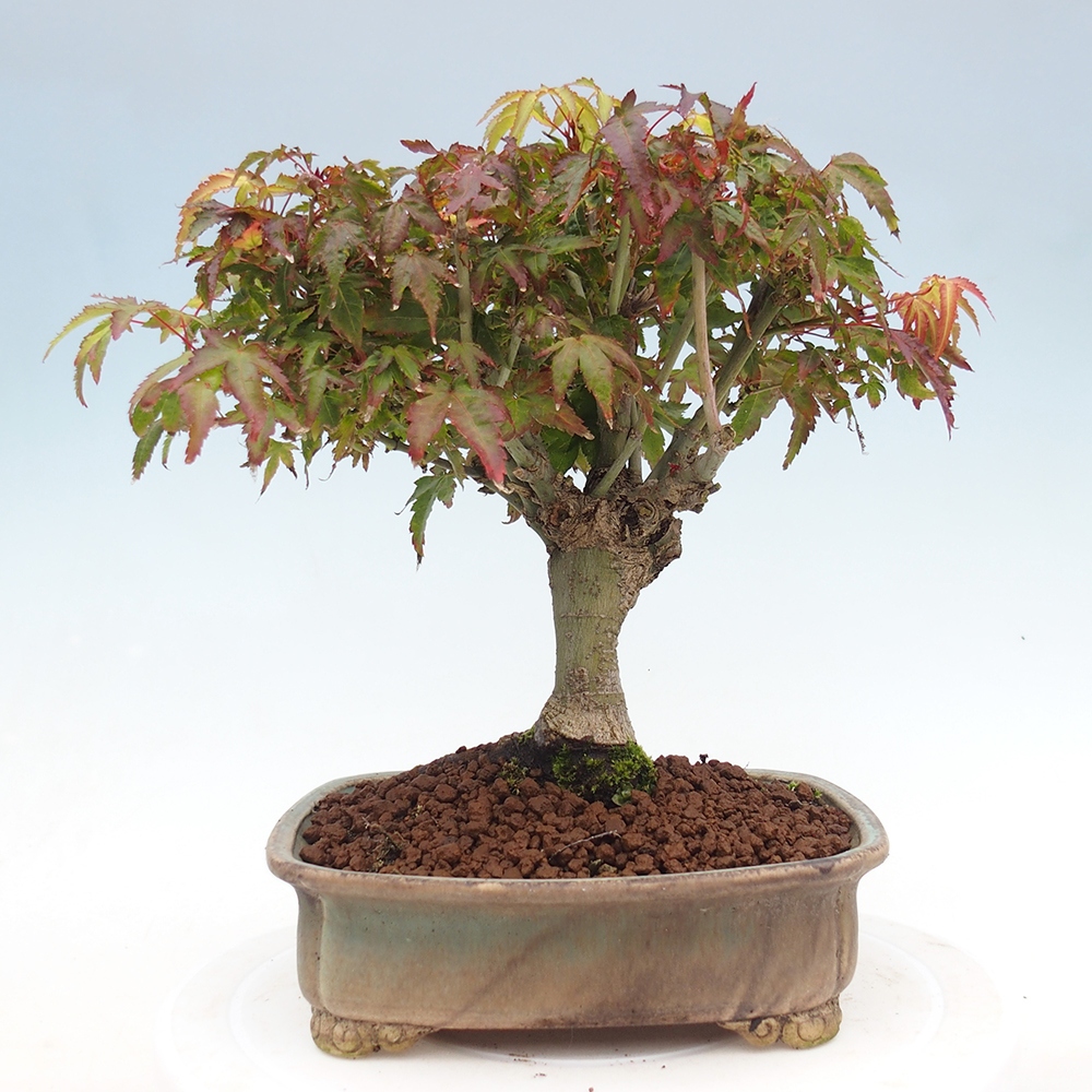 Acer palmatum KIOHIME - Palmetto maple