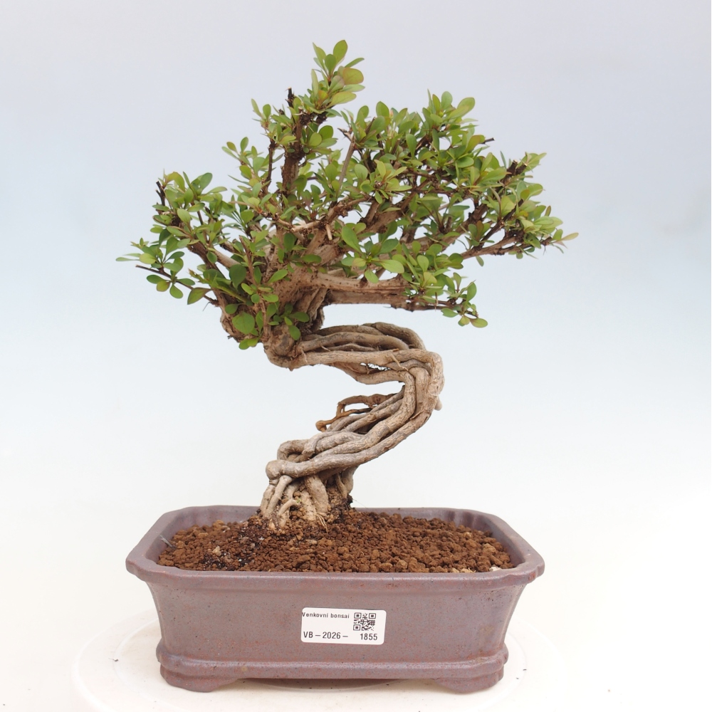 Outdoor bonsai - Berberis coreana