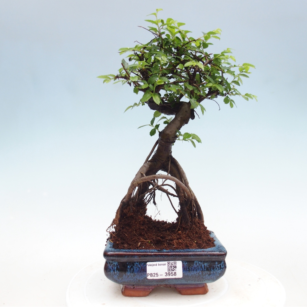 Room bonsai - Ulmus parvifolia - Small-leaved elm