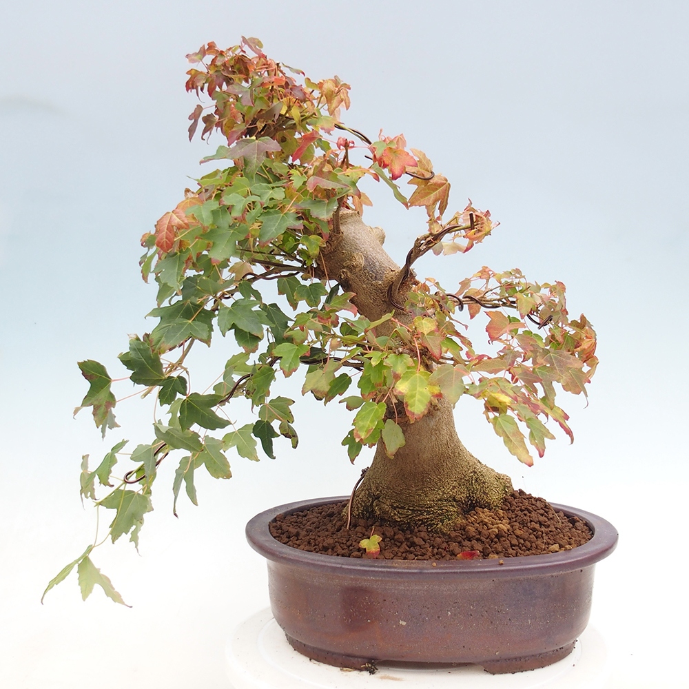 Outdoor bonsai - Maple Buergerianum - Burger Maple