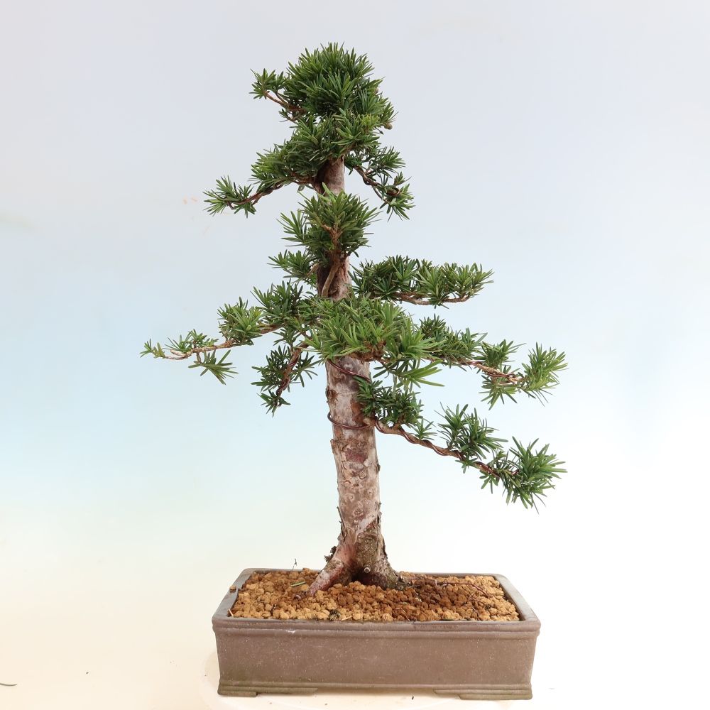 Outdoor Bonsai - Taxus cuspidata  - Japanese Yew